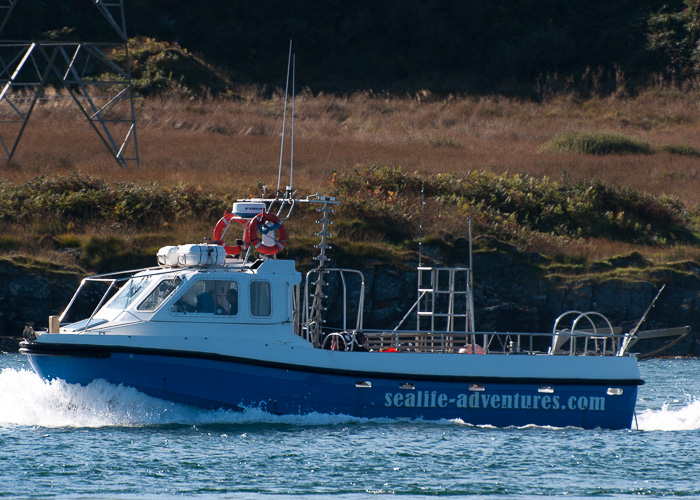 Photograph of the vessel  Porpoise II pictured at Cuan on 20th September 2014