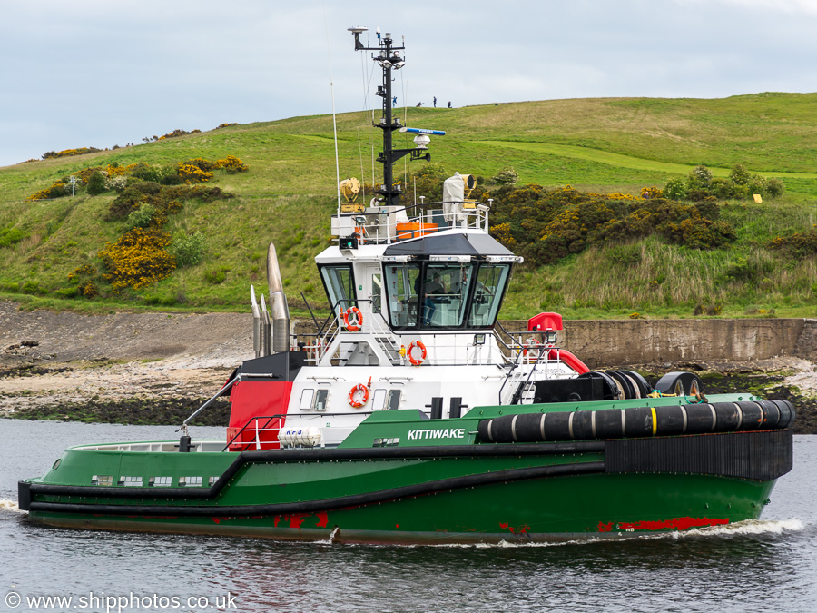  Kittiwake pictured at Aberdeen on 29th May 2019