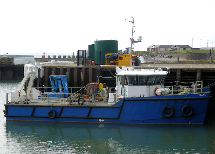  Teal pictured at Arbroath on 12th September 2013