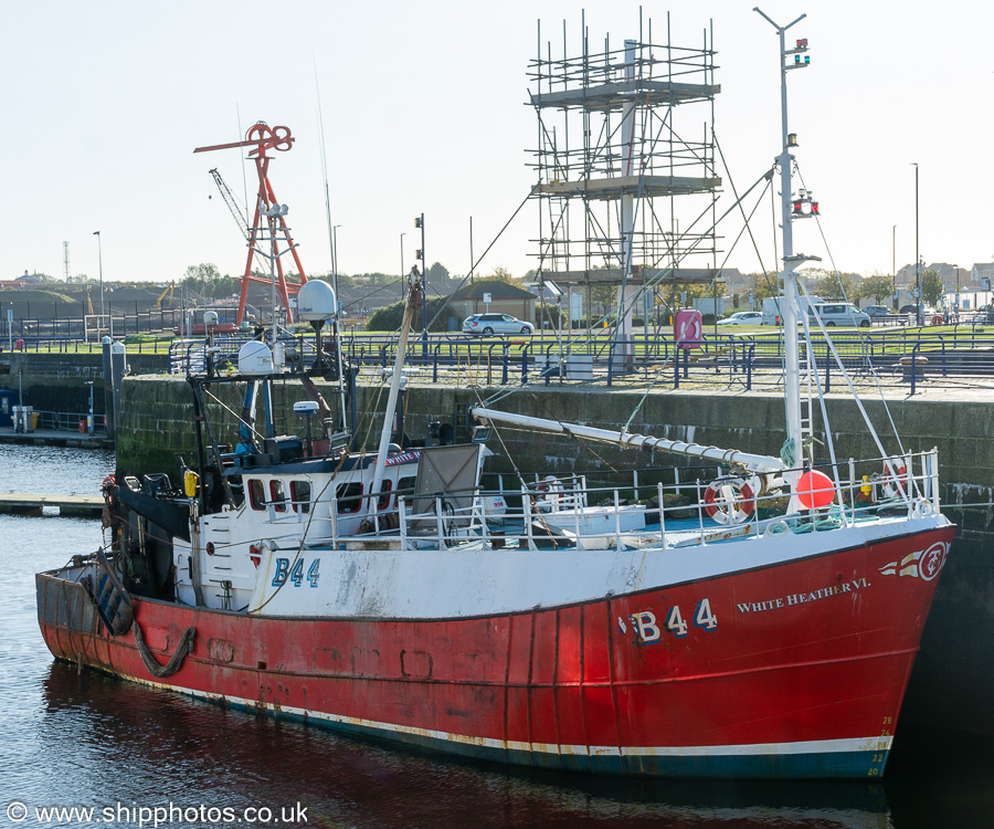 Photograph of the vessel fv White Heather VI pictured at Royal Quays, North Shields on 13th October 2023